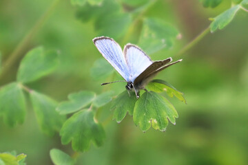 Closeup of a Silvery Blue Gossamer butterfly