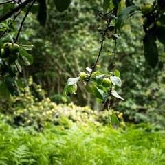Colourful green vivid apple orchard. Selective focus