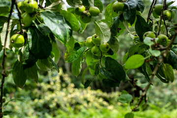 Colourful green vivid apple orchard. Selective focus