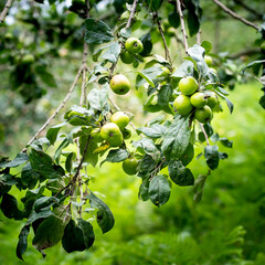 Colourful green vivid apple orchard. Selective focus