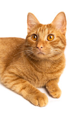 Portrait of ginger cat isolated on white background.