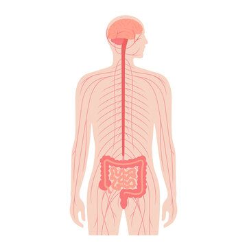 Gut Brain Connection