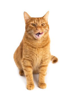 Cat on a white background isolated. Ginger tabby kitten licking its lips.