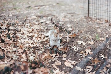 chipmunk in Central Park