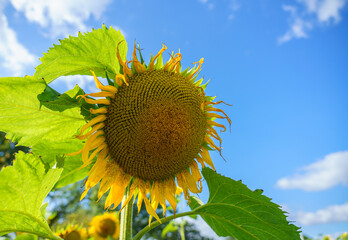 the beautiful and tall Sunflower (Helianthus) growing as a crop in Wiltshire UK