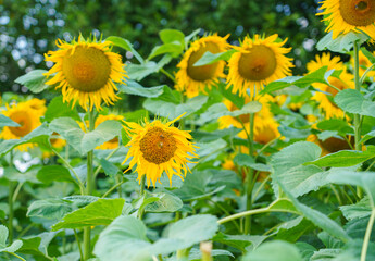 Obraz premium the beautiful and tall Sunflower (Helianthus) growing as a crop in Wiltshire UK