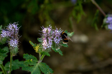 A Bee on a Lacy Phacelia Flower at the Edge of Farmland in Sussex, on a Summers Evening