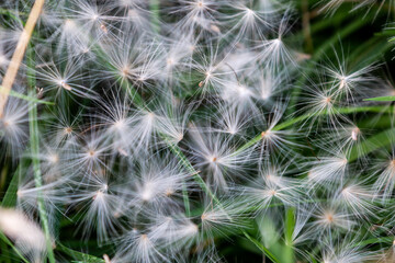 Looking down on Dandelion Seeds