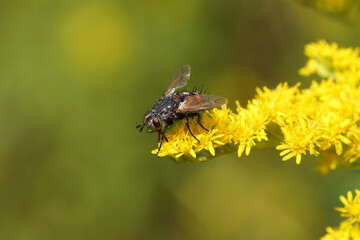 Peleteria rubescens. Subfamily Tachininae. Tribe Tachinini. Family Tachinidae. Flowering Canada goldenrod (Solidago Canadensis) Dutch garden. Holland, summer