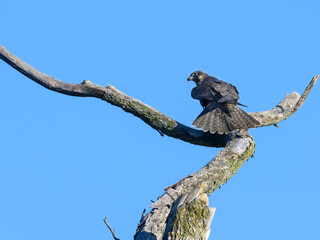 Peregrine Falcon  Standing on Dead Tree Branch on Blue Sky 