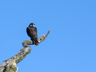 Peregrine Falcon Sitting on Dead Tree Branch on Blue Sky