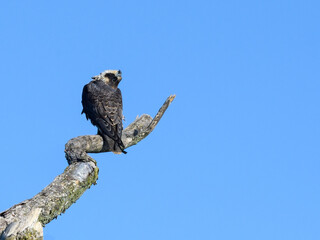 Peregrine Falcon Sitting on Dead Tree Branch on Blue Sky