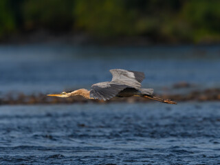Great Blue Heron Flying Over River