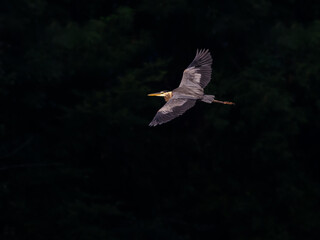 Great Blue Heron Flying against Dark Green Trees