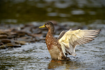 Male Mallard Flapping its Wings in Summer
