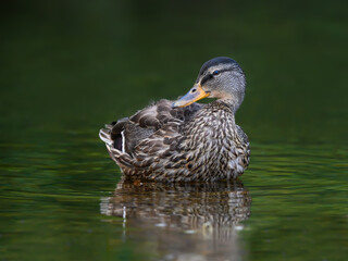 Female Mallard Swimming in Green Water, Closeup Portrait