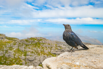 Cape glossy starling up on Table Mountain, Cape Town, South Africa