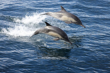 dolphins jumping in the water © FPLV