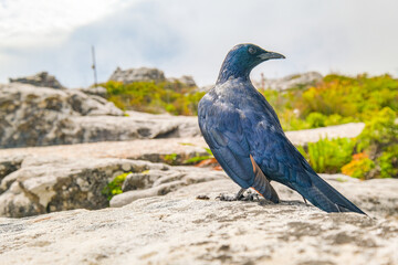 Cape glossy starling up on Table Mountain, Cape Town, South Africa