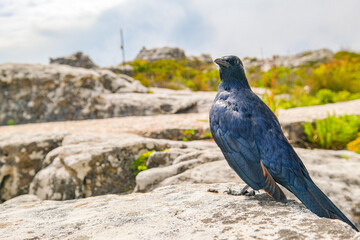 Cape glossy starling up on Table Mountain, Cape Town, South Africa
