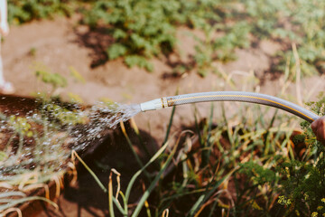 Hose with drops of water. Watering plants on kitchen garden.