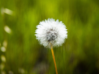 Fototapeta premium dandelion on green background