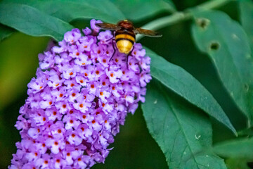 bee
