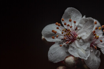 flor de ciruelo comun con gotas de lluvia o rocio