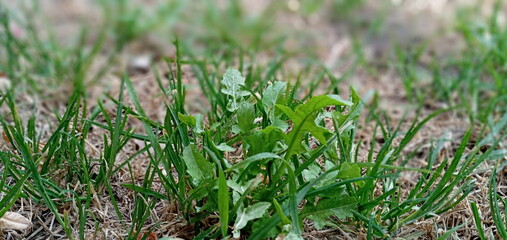 plants in the grass