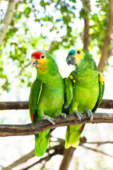 Group of green parrots on a tree in nature