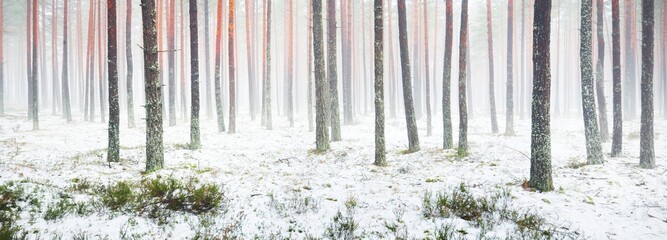 First snow in the misty autumn forest. Green grass, red and orange leaves on the ground, tall mossy...