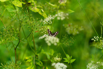 Butterfly in the meadow on a sunny day