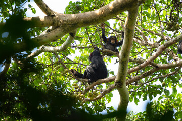 Chimpanzee in the top of tree. Primate are eating fruits. Wildlife in the Uganda. 