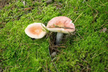 Two Red Russula  Mushrooms
