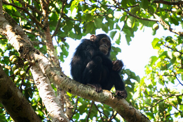 Chimpanzee in the top of tree. Primate are eating fruits. Wildlife in the Uganda. 