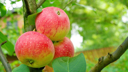 Red apples on a tree branch in a summer garden. Sweet ripe apples grow on a tree in an orchard. Organic farming concept. Apple tree care.
