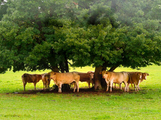 cows in the field
