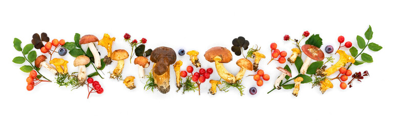 Forest mushrooms and berries border. Multicolored russula, chanterelles, boletus on white background for banner or design template. Edible forest mushrooms long banner. Ingredients for mushroom soup.