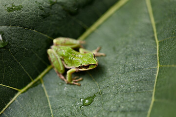 Close up of frog eye on native fig tree leaf