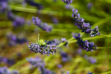 lavender flowers in the field