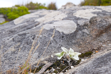 Beautiful views, images and birds on top of Table Mountain, Cape Town, South Africa