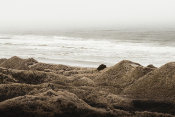 foggy beach grass in Oregon