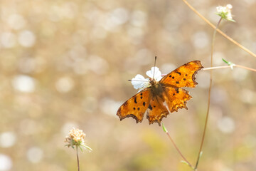 Nymphalidae / Yırtık Pırtık / / Polygonia c-album