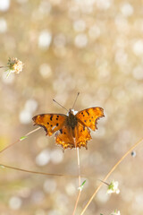 Nymphalidae / Yırtık Pırtık / / Polygonia c-album