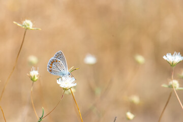 Lycaenidae / Çokgözlü Mavi / / Polyommatus icarus