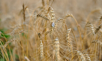 field with yellow ripe ears of wheat on a summer day, selective focus, close up