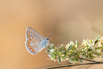 Lycaenidae / Çokgözlü Mavi / / Polyommatus icarus