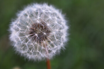 A close up image of a single dandelion flower in seed against a green background. 