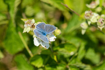 Lycaenidae / Çokgözlü Mavi / / Polyommatus icarus