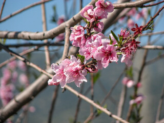 Blooming trees in Spring.